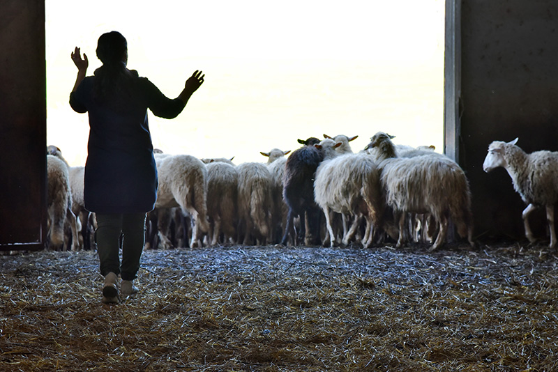 I formaggi di Angela Saba vicino alla Domus Socolatae Follonica