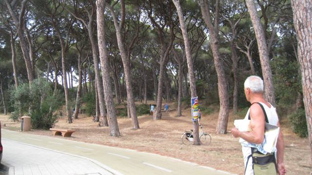 Vacanza a follonica per passeggiare nella secolare pineta