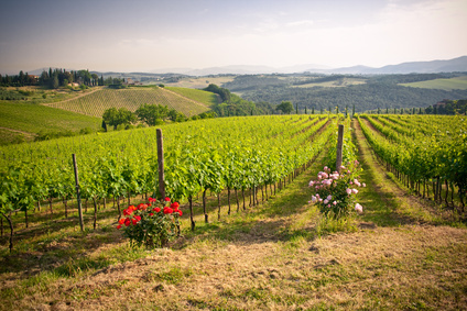 La via del vino e dell´olio, le cantine, le sagre e la cucina toscana