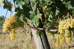 Tour enogastronomico a Follonica