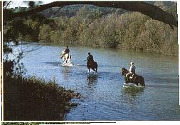 Escursioni a cavallo in maremma toscana vicino a punta ala