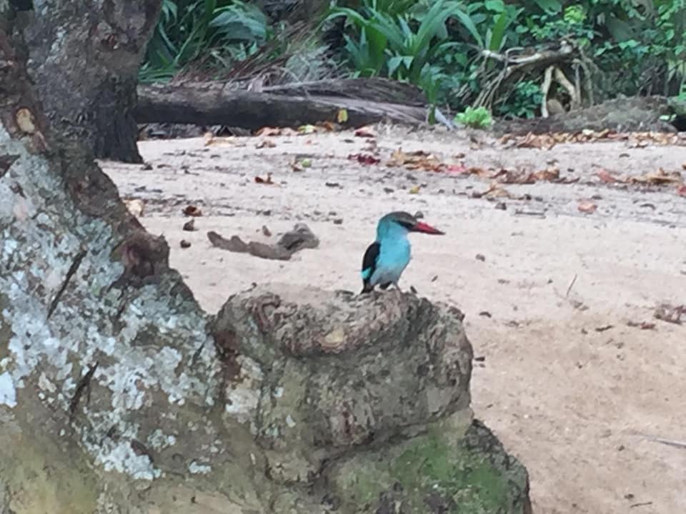 Soggiorno avventura alla scoperta di speciali flora e fauna nell' Isola di Principe STP